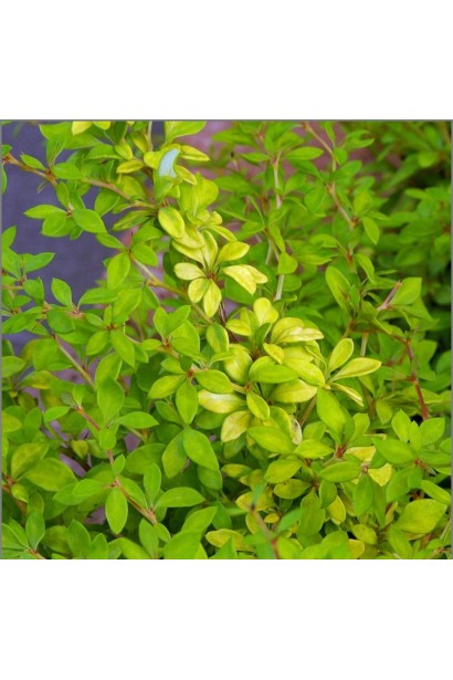 Барбарис Тунберга Голден Дрім жовте листя