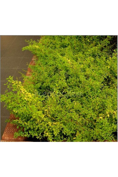 Барбарис Голден Дрім на клумбі