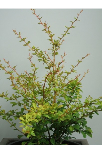 Барбарис Тунберга Голден Дрім