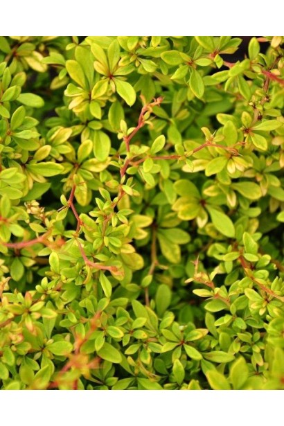 Барбарис Golden Dream