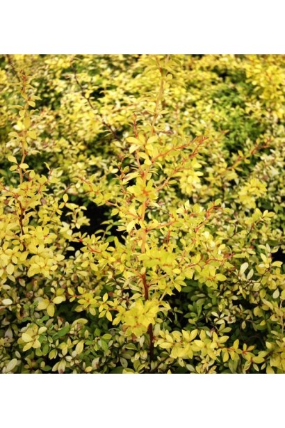 Berberis thunbergii Golden Dream