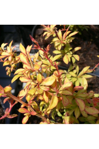 Барбарис Голден Дрім  пагони