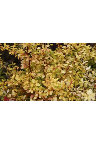 Барбарис тунберга Golden Dream