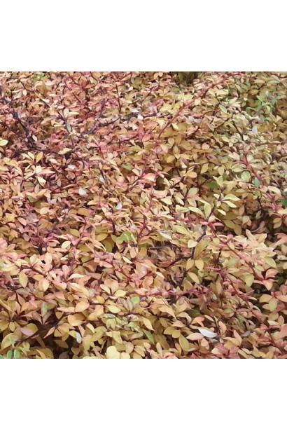 Барбарис Голден Дрім  восени