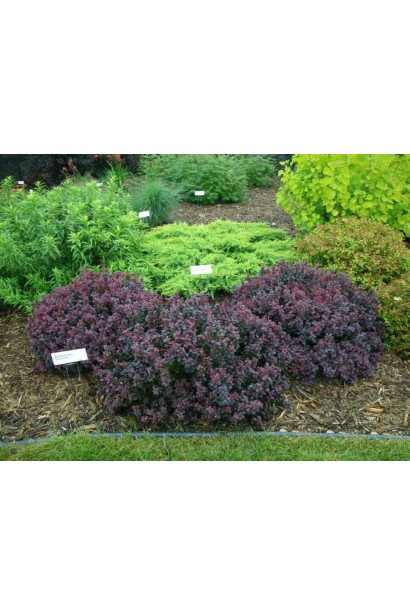 Барбарис Тунберга Конкорд