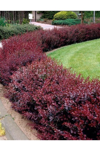 Барбарис Тунберга Конкорд живая изгородь