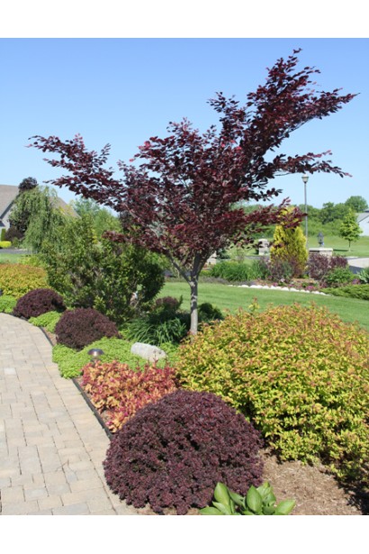 Барбарис Тунберга Конкорд в ландшафте