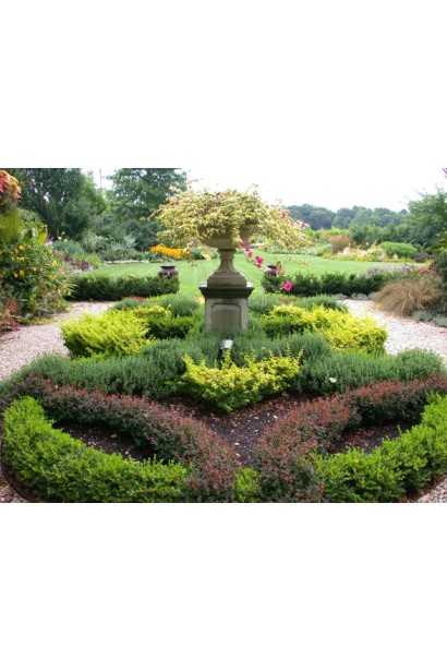 Барбарис Тунберга Конкорд парковая посадка