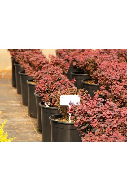 Барбарис Тунберга Конкорд в садовом центре