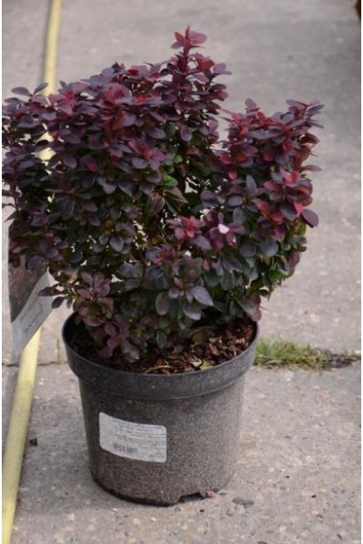 Барбарис Тунберга Конкорд в контейнере 3л