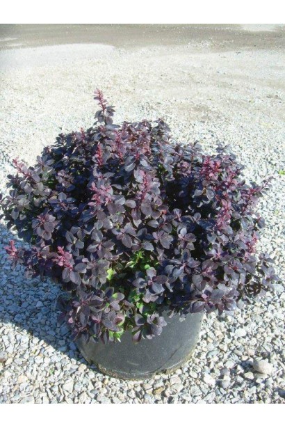 Барбарис Тунберга Конкорд в горшке