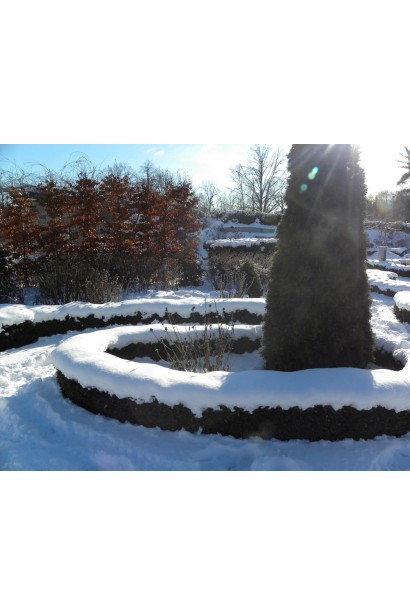 Барбарис Тунберга Конкорд зимой