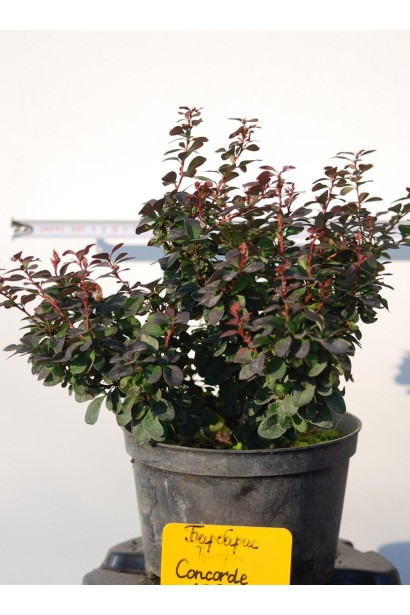 Барбарис Тунберга Конкорд саженец