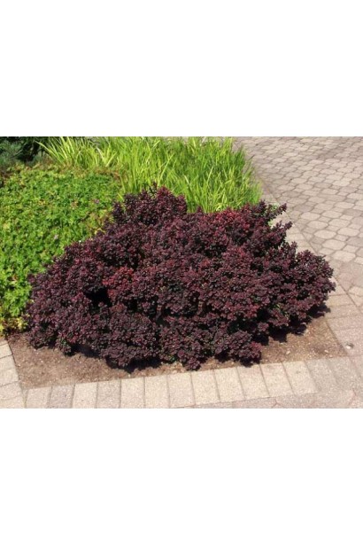 Барбарис Конкорд в парке