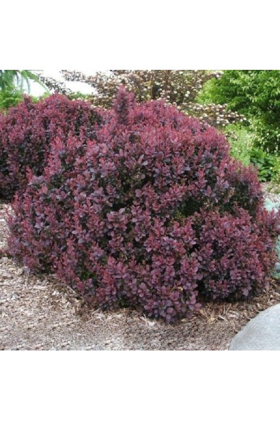 Барбарис Concorde цвет