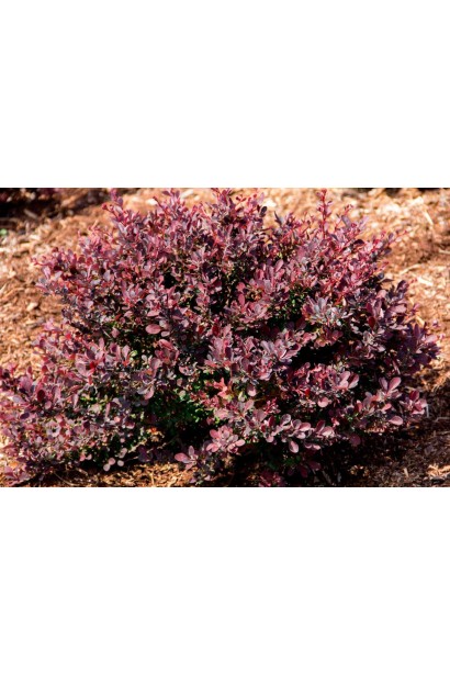 Berberis thunbergii Concorde пурпурный