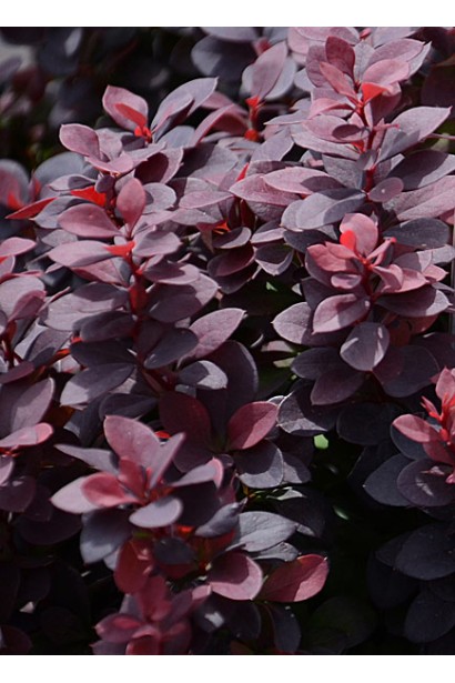 Барбарис Тунберга Конкорд листья