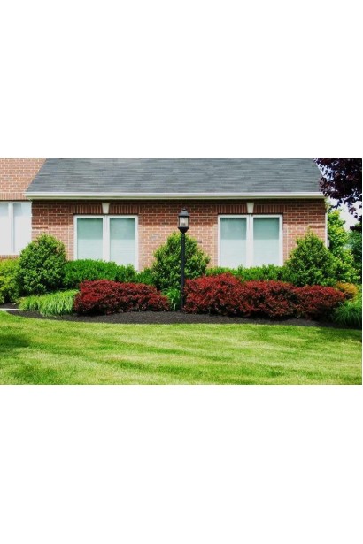 Барбарис Тунберг Конкорд ландшафтный дизайн