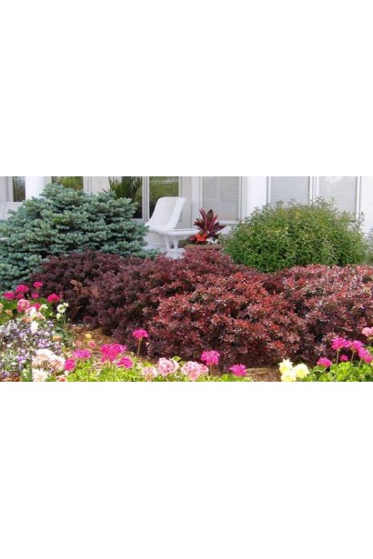 Berberis thunbergii Concorde