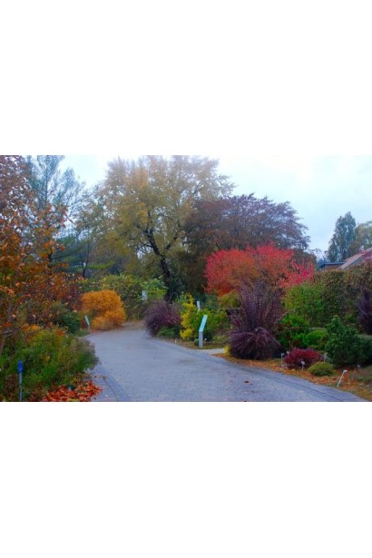 Барбарис Тунберга Оранж Дрім *PBR/® | Барбарис Тунберга Оранж Дрим *PBR/® | Berberis thunbergii Orange Dream *PBR/®