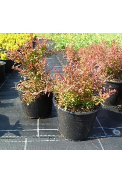 Барбарис Orange Dream