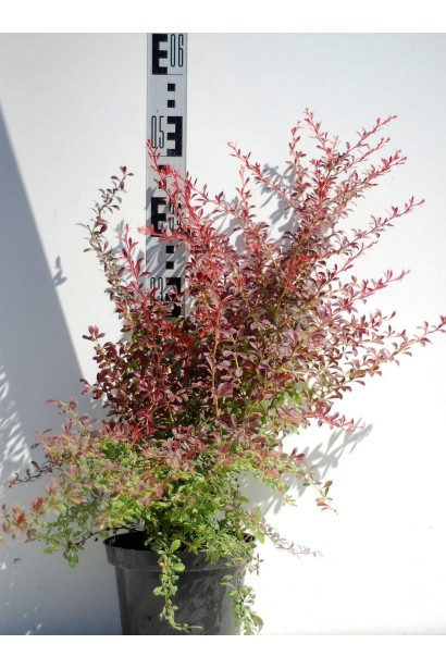 Berberis thunbergii Orange Dream 