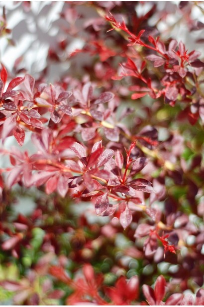 Berberis thunbergii Orange Dream восени