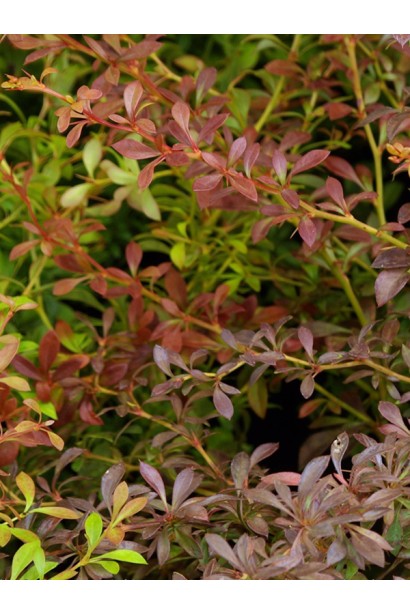 Барбарис Тунберга Оранж Дрім *PBR/® | Барбарис Тунберга Оранж Дрим *PBR/® | Berberis thunbergii Orange Dream *PBR/®