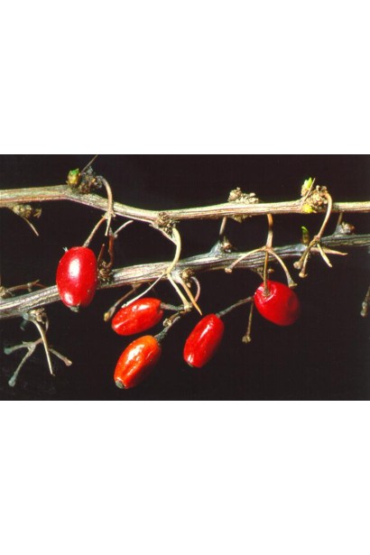 Барбарис Тунберга Оранж Дрім *PBR/® | Барбарис Тунберга Оранж Дрим *PBR/® | Berberis thunbergii Orange Dream *PBR/®