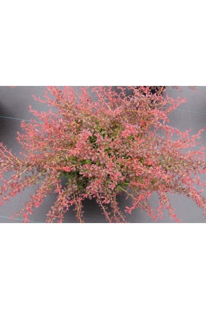 Барбарис Тунберга Оранж Дрім *PBR/® | Барбарис Тунберга Оранж Дрим *PBR/® | Berberis thunbergii Orange Dream *PBR/®