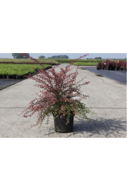 Барбарис Оранж Дрім в контейнері 3 л