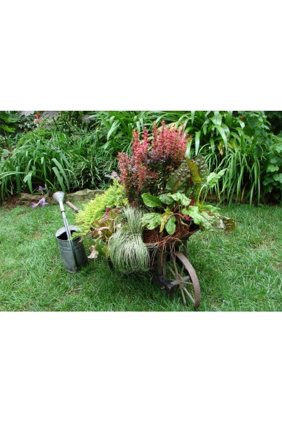 Барбарис Оранж Рокет ландшафтный дизайн