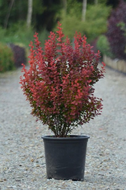 Барбарис Orange Rocket