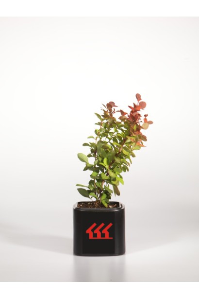  Berberis thunbergii Orange Rocket