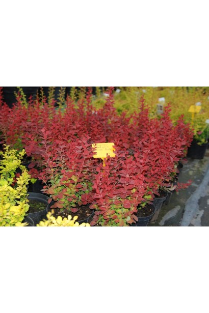 Барбарис колонновидный Оранж Рокет