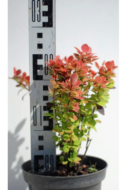 Барбарис Оранж Рокет высота 25 см