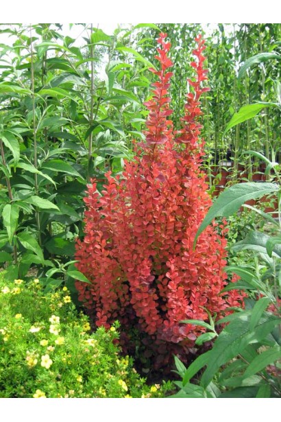 Барбарис Тунберга Оранж Рокет в ландшафте