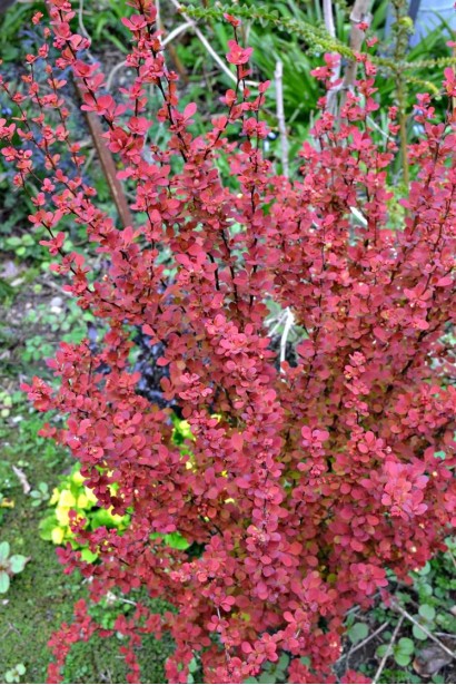 Барбарис Оранж Рокет красный