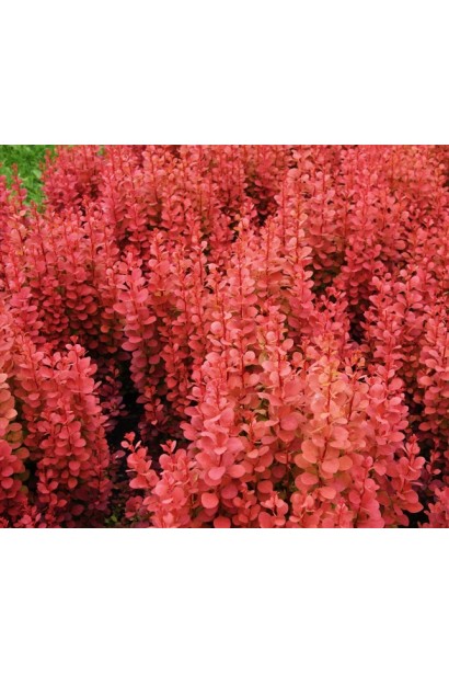 Барбарис Тунберга Оранж Рокет