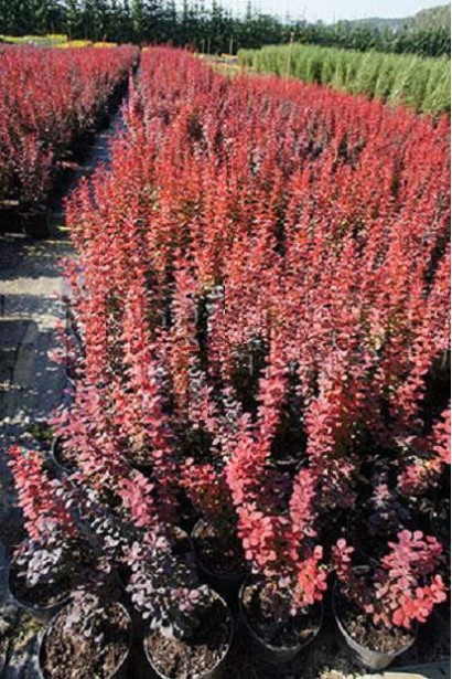 Барбарис Оранж Рокет саженцы в садовом центре