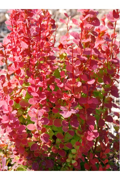 Барбарис Оранж Рокет цвет листвы