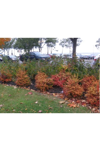 Барбарис Тунберга Сенсейшен осенью