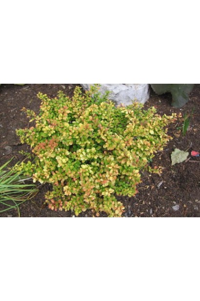 Барбарис Sensation подушечный куст