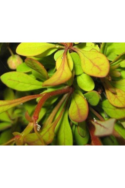 Барбарис Тунберга Сенсейшен листья