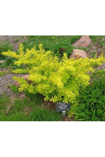 Барбарис Sensation ландшафтный дизайн