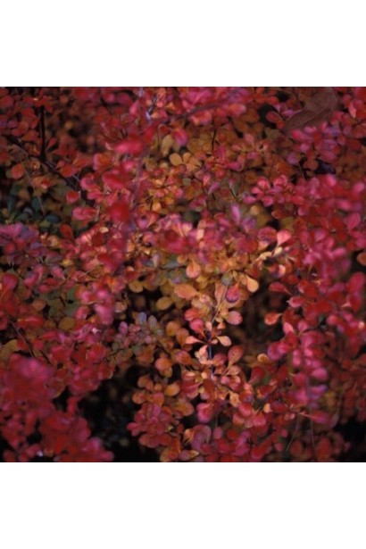 Барбарис Тунберга Сенсейшен красной осенью