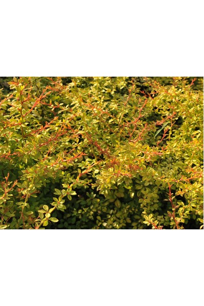 Барбарис Тунберга Сенсейшен / Сенсация 