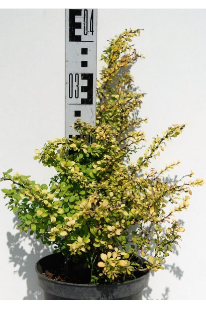 Барбарис Тунберг Сенсейшен высота 30-40 см