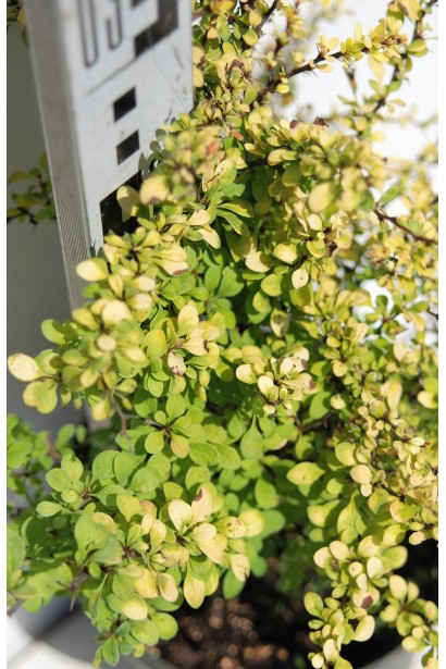 Барбарис Тунберга Сенсация желтый цвет летом