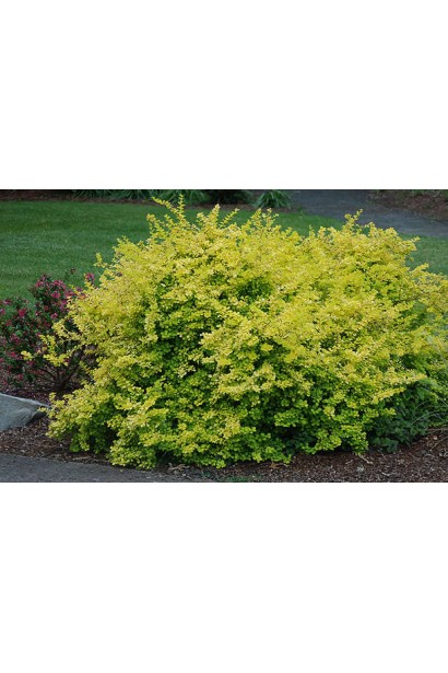 Барбарис Тунберга Сенсация золотистая окраска